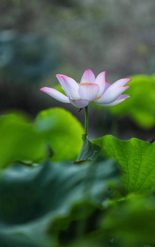 131726192165129593.jpeg c2a1ab9d8eb8b0f781800fac951cb966_20220717175146_37899.jpg